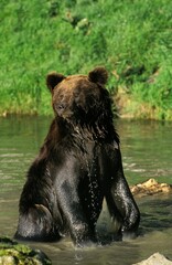 Brown Bear, ursus arctos, Adult standing in River