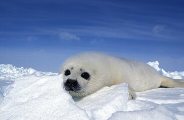 Obraz premium Harp Seal, pagophilus groenlandicus, Pup standing on Icefield, Magdalena Island in Canada