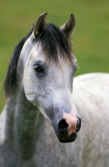 Shagya Horse, Portrait of Adult
