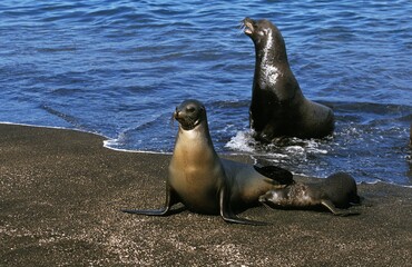 Fototapeta premium Galapagos Fur Seal, arctocephalus galapagoensis, Mother with Cub standing on Beach, Galapagos Islands