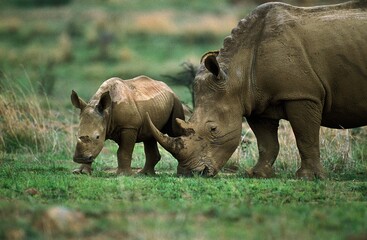 Obraz premium White Rhinoceros, ceratotherium simum, Mother with Calf, South Africa