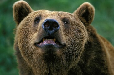 Obraz premium Brown Bear, ursus arctos, Portrait of Adult