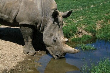 Obraz premium White Rhinoceros, ceratotherium simum, Adult at water hole, South Africa