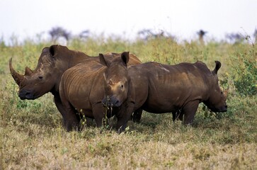 White Rhinoceros, ceratotherium simum, South Africa