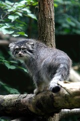 Manul or Pallas's Cat, otocolobus manul, Adult