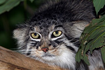 Manul or Pallas's Cat, otocolobus manul, Portrait of Adult © slowmotiongli