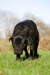 Cane Corso, Dog Breed from Italy, Adult Standing on Grass