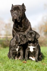 Cane Corso, Dog Breed from Italy, Female with Pup Sitting on Grass