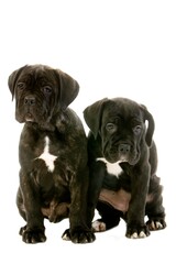 Cane Corso, Dog Breed from Italy, Pup Sitting Against White Background