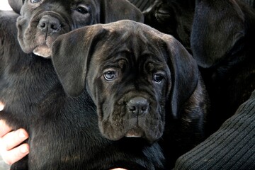 Cane Corso, Dog Breed from Italy, Portrait of Pup