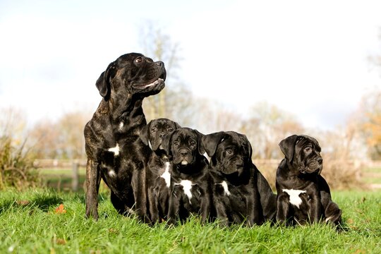 Cane Corso, Dog Breed from Italy, Adult with Pup Sitting on Grass