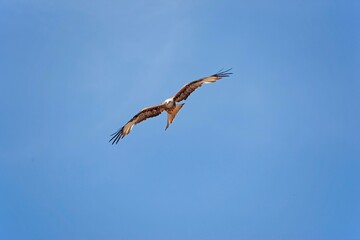 Red Kite, milvus milvus, Adult in Flight against Blue Sky