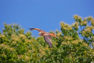 Red Kite, milvus milvus, Adult in Flight