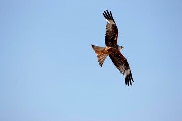 Red Kite, milvus milvus, Adult in Flight against Blue Sky
