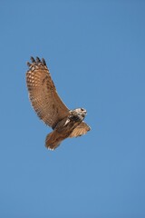 Cape Eagle Owl, bubo capensis, Adult in Flight against Blue Sky