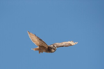 Obraz premium Cape Eagle Owl, bubo capensis, Adult in Flight against Blue Sky