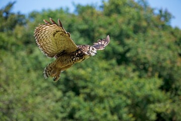 Fototapeta premium Cape Eagle Owl, bubo capensis, Adult in Flight