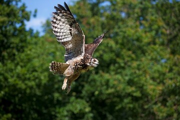 Cape Eagle Owl, bubo capensis, Adult in Flight