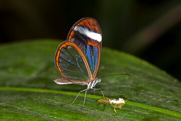 Glasswing Butterfly, greta oto, Adult standing on Leaf