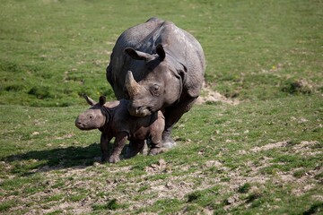 Fototapeta premium Indian Rhinoceros, rhinoceros unicornis, Mother with Calf