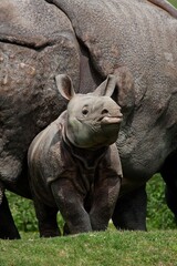 Obraz premium Indian Rhinoceros, rhinoceros unicornis, Mother with Calf