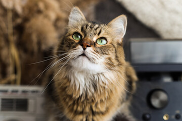 Cute tabby cat with green eyes sitting on rustic table and looking up. Adorable Maine coon with curious look resting in rustic room. Domestic feline