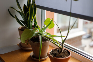 Plants on window sill. Snake plant, aloe and monstera green plants in clay rustic pots on wooden windowsill on background of grey window shade. Houseplant