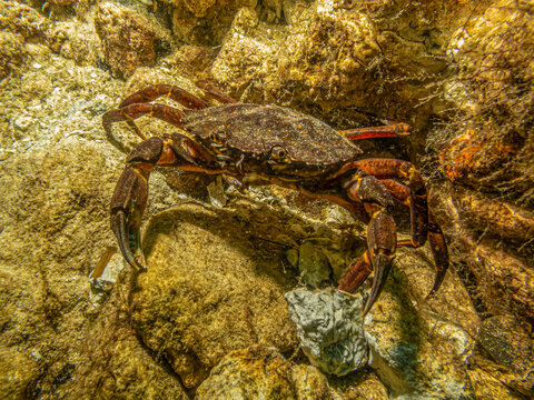 A closeup underwater picture of a crab taking shelter among stones and seaweed. Picture from Oresund, Malmo in southern Sweden.