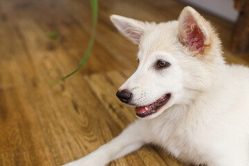 Cute  puppy sitting on floor with funny adorable look and looking at green grass stem in room. Playful adorable fluffy puppy. Pet friends at home