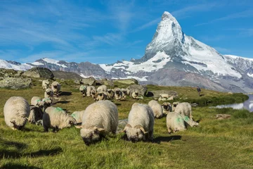 Fotobehang Schafe am Matterhorn © Thomas