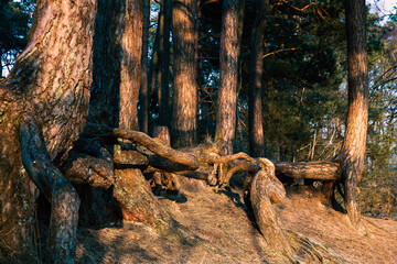 markante Baumwurzeln