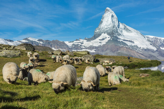 Schafe am Matterhorn
