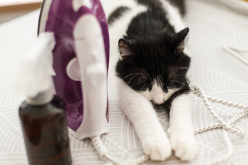 Adorable lazy cat sleeping at iron on modern cloth. Cute black and white cat relaxing on ironing...