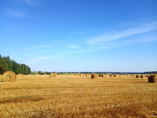 Obraz premium field with harvested wheat in stacks