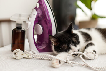 Adorable cat sleeping at iron cable on modern cloth. Laundry and housekeeping concept. Cute black...