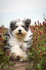 Portrait of bearded collie, who is running in tall shamrock. He is so active outside.