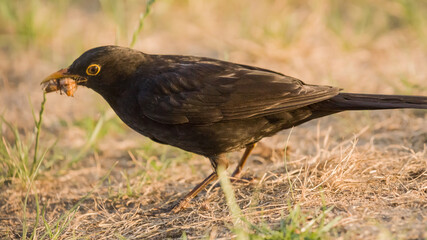  Common blackbird (Turdus merula)