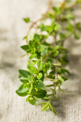 Raw Green Organic Thyme Herb