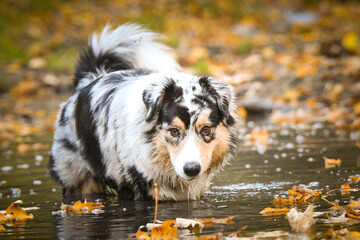 Australian shepherd in the water. It is autumn atmosphere and she loves water.