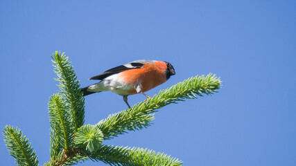 Bullfinch, bullfinch (Pyrrhula pyrrhula)