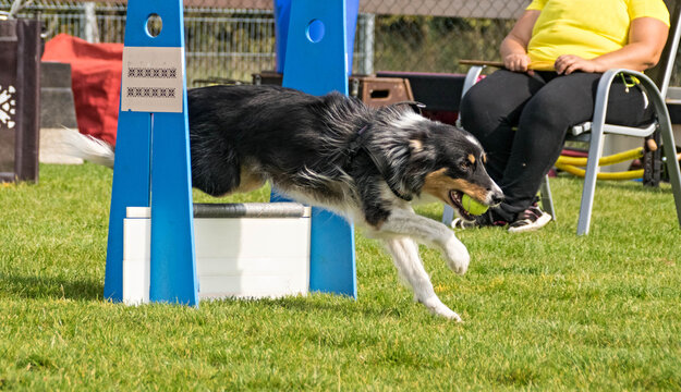 Border collie on flyball championship Prague. border collie on flyball Czech championship in Prague