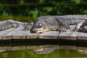 A crocodile lying on wooden boards in the middle of the water and basking in the sun.