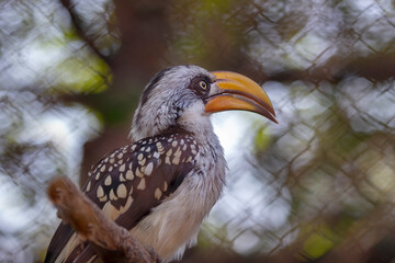 ellow-billed Toko - a beautiful bird with a white head and a long yellow beak sitting on a dry branch.