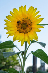 Close-up of a sunflower flower in a garden