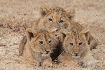 Plakat lioness and cubs
