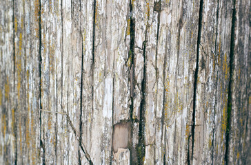 vintage gray wood surface with cracks closeup