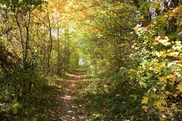 Wanderweg im Herbstwald