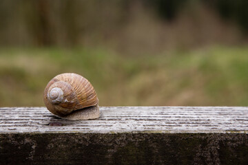 Schnecke versteckt sich im Haus