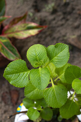 Fresh green leaves pattern of Indian borage, Country borage (Botanical name - Plectranthus amboinicus)