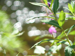 Fototapeta na wymiar pink flower in nature, bokeh background